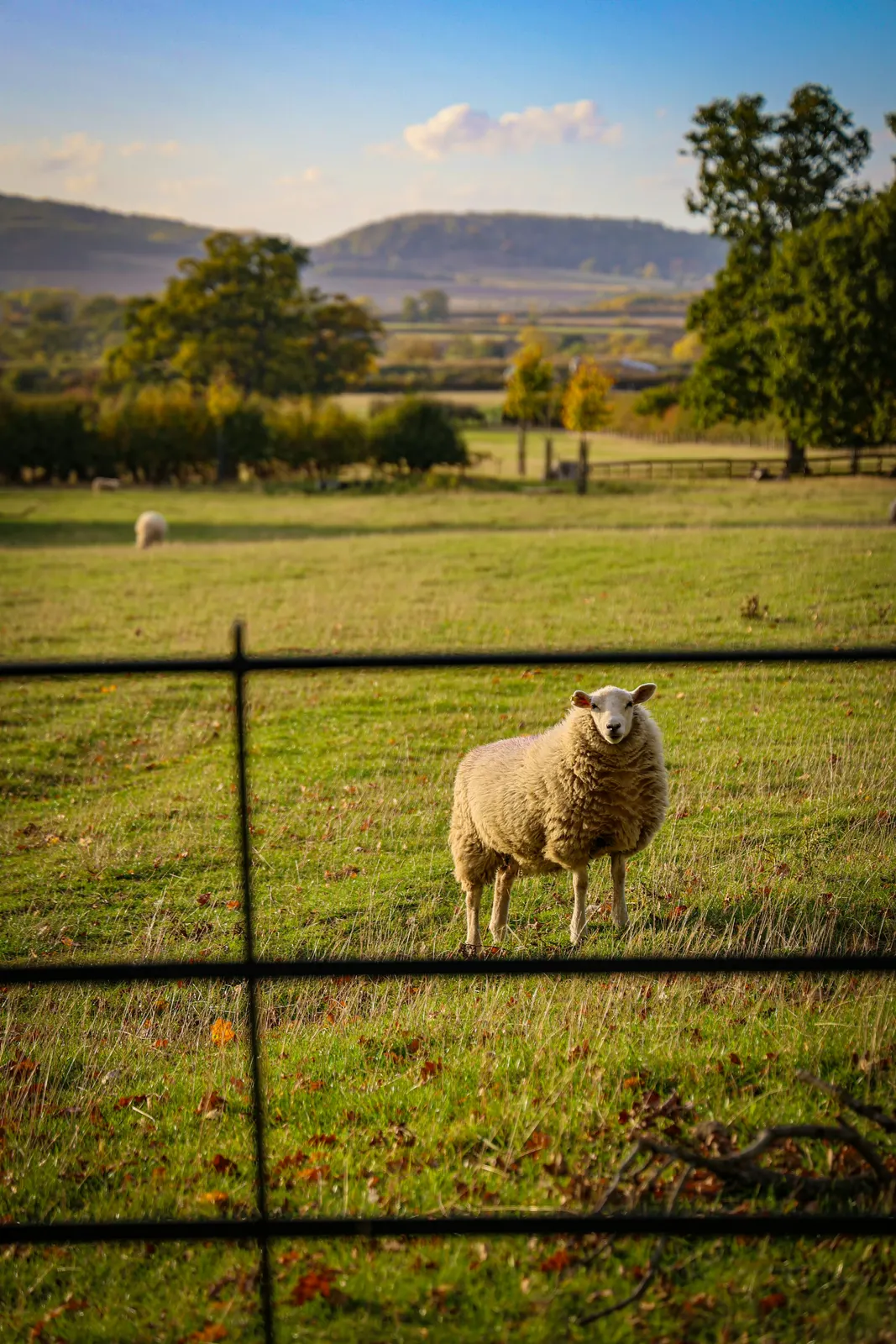A sheep in a field behind a farm gate, with hills beyond
