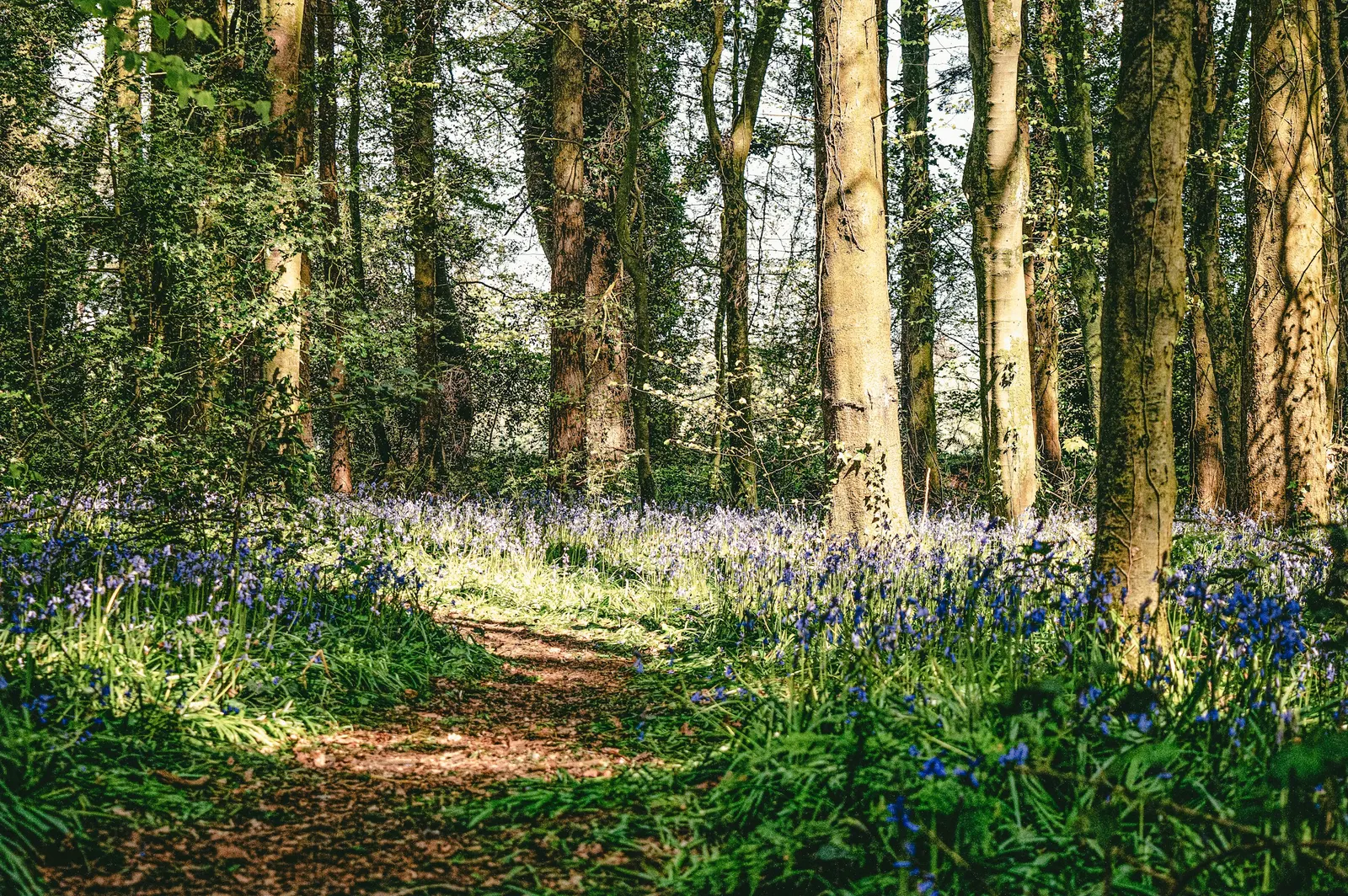 A woodland path through bluebells in spring