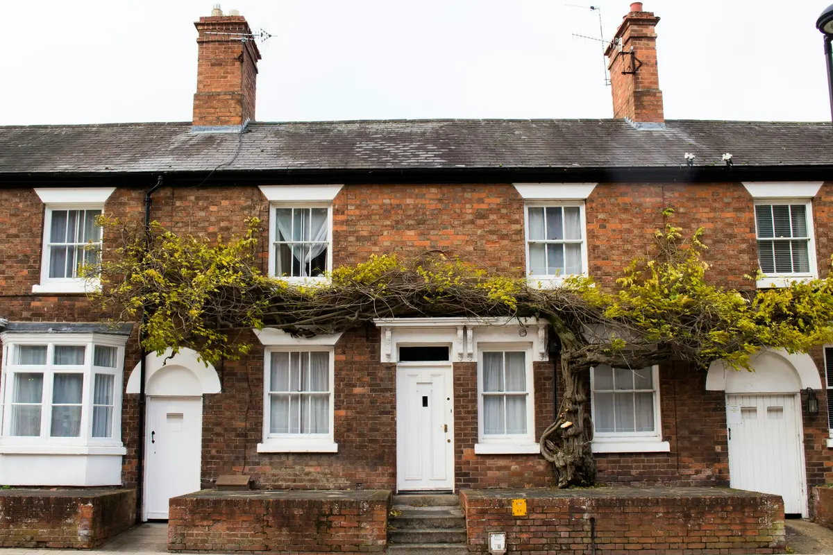 A Victorian brick terrace with wisteria across the front
