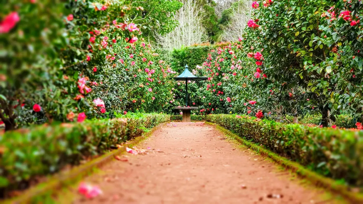 A formal garden with clipped box hedges and a gravel path
