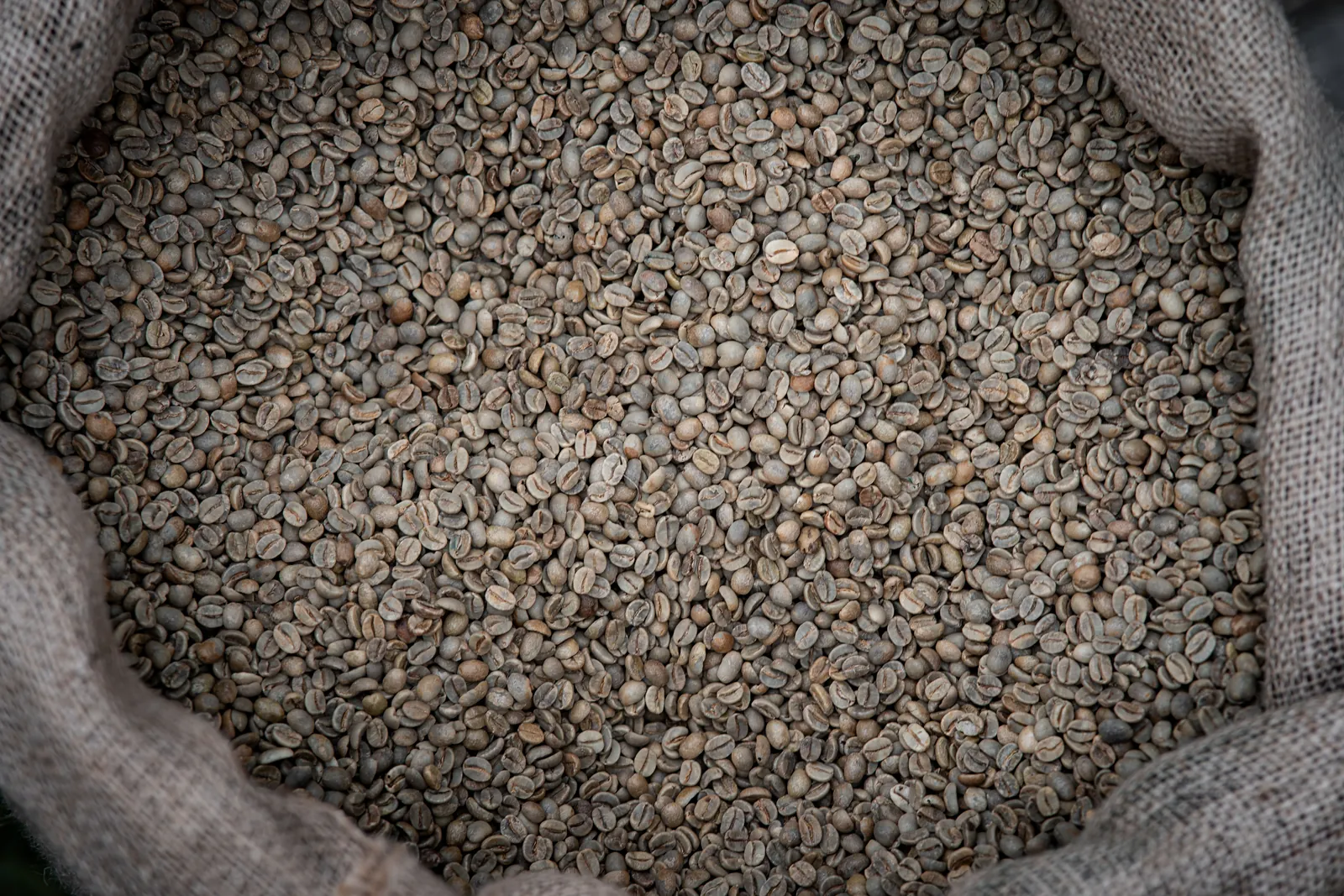 Green coffee beans in the open mouth of a hessian sack