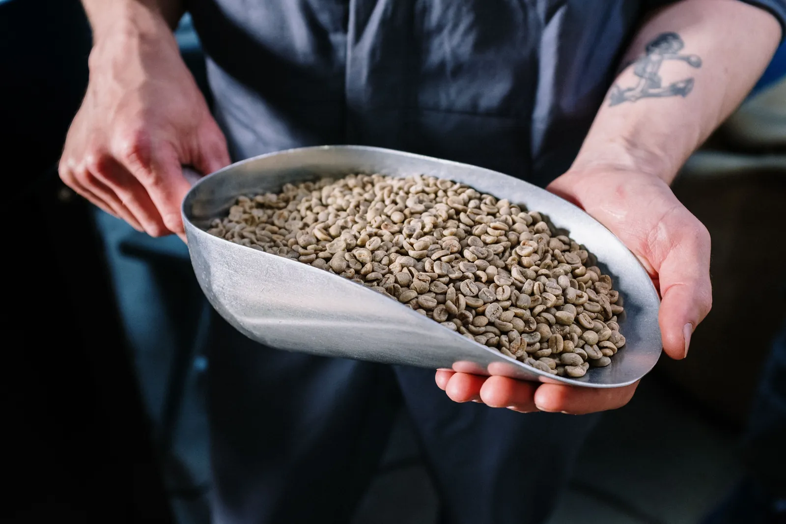 Two hands holding a steel scoop of green, unroasted coffee beans