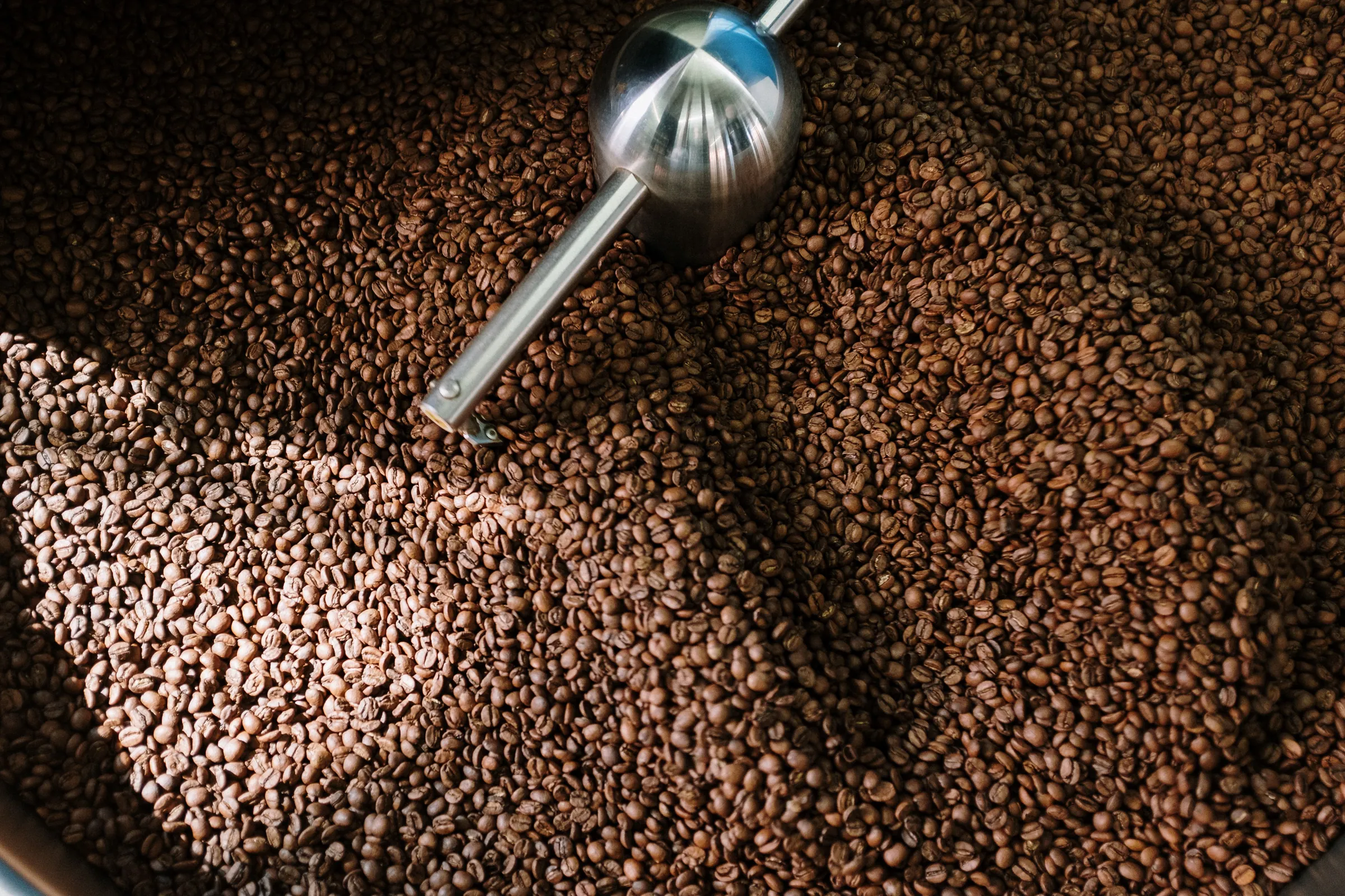 Freshly roasted beans turning in the drum roaster's cooling tray, with the stirring arm sweeping through them