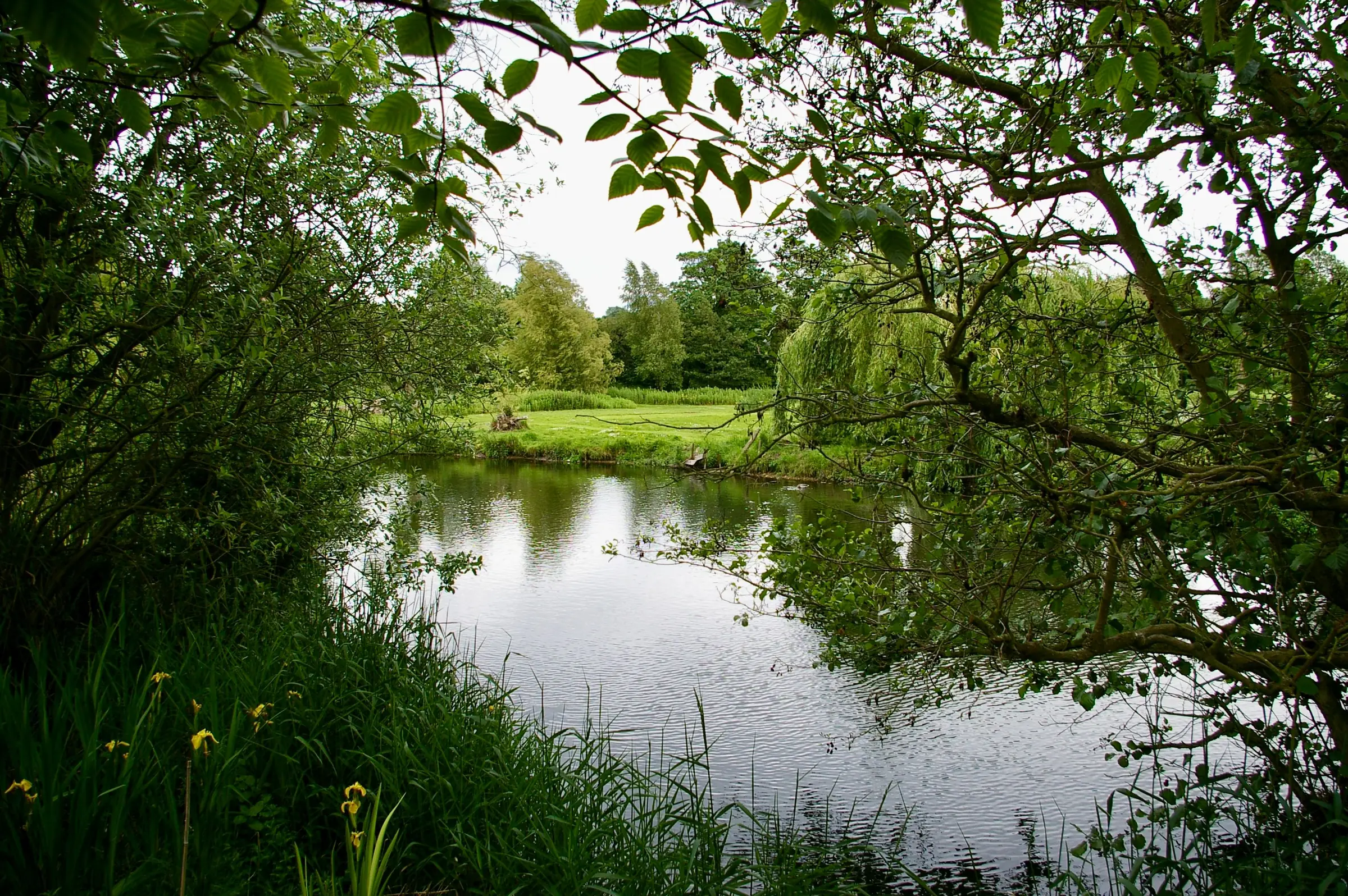The brook under overhanging trees, flat water and meadow beyond