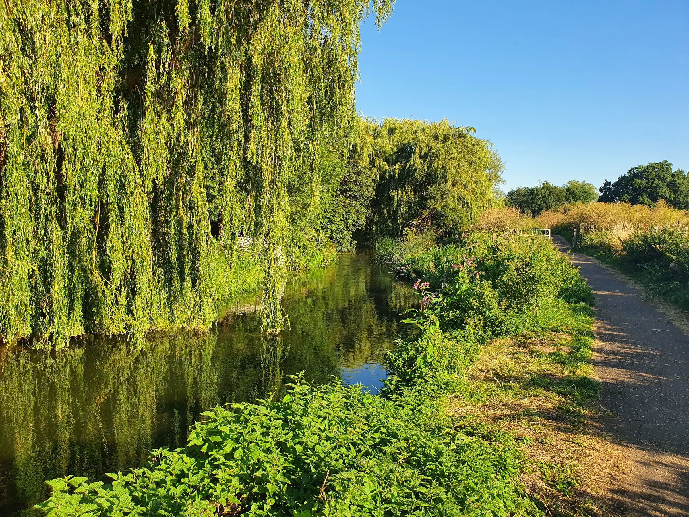 The brook path under the willows, flat water and a gravel track beside it