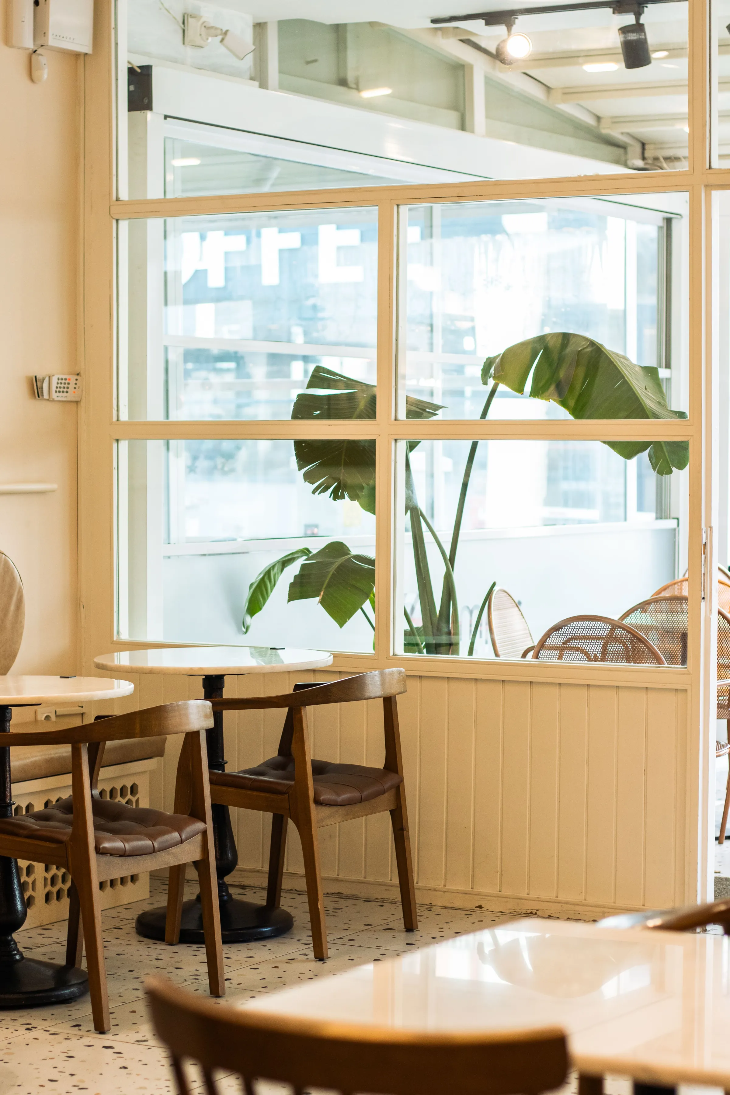 A bright window table in the café with a plant on the sill and sun on the wooden chairs