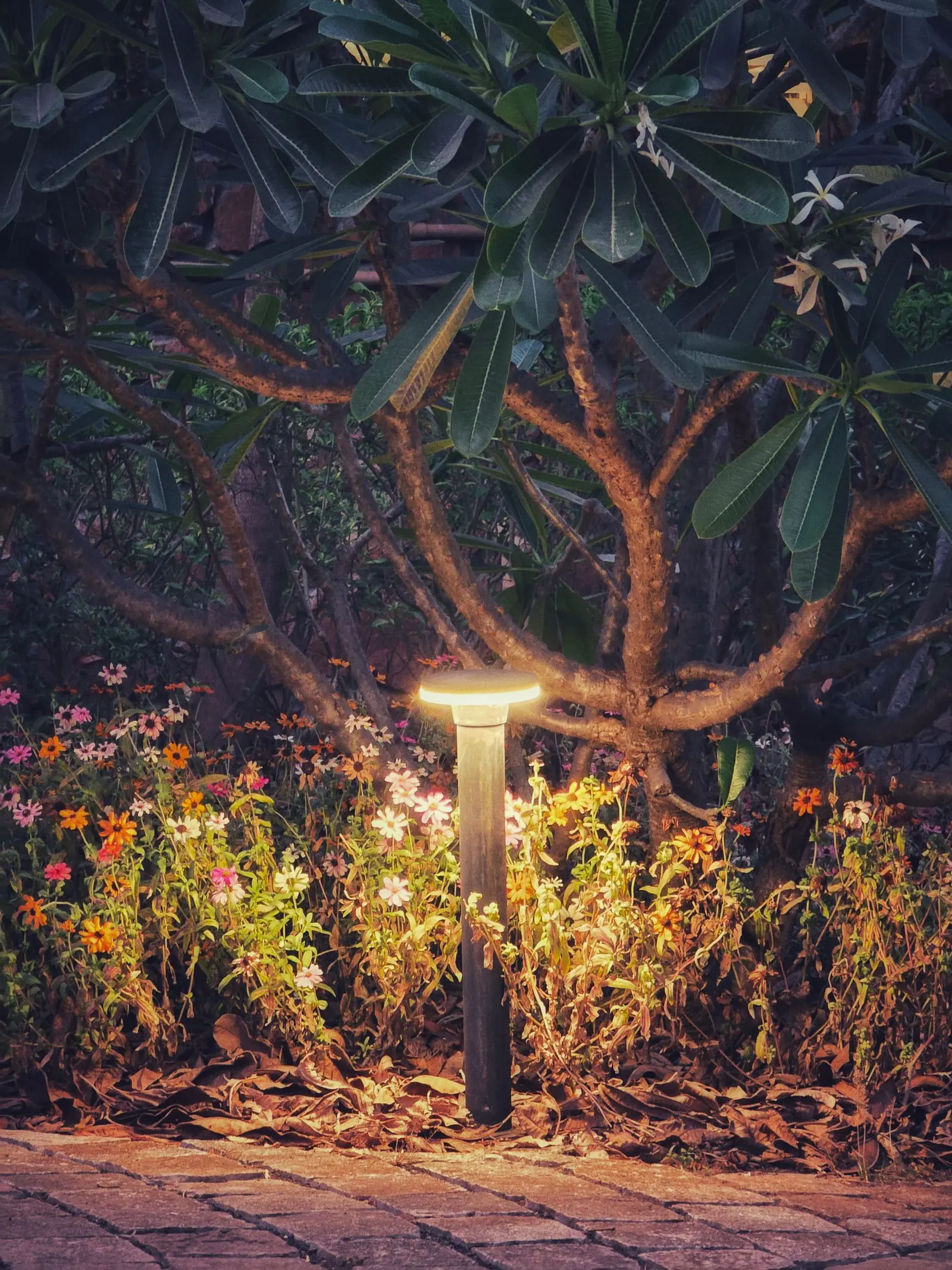 A low bollard light among dark planting at night, lighting the leaves around it.
