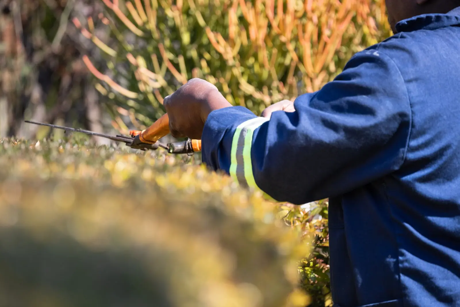 A gardener in workwear trimming a hedge with long-handled shears.