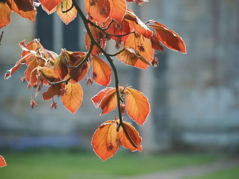 Backlit copper beech leaves against a blurred stone wall.