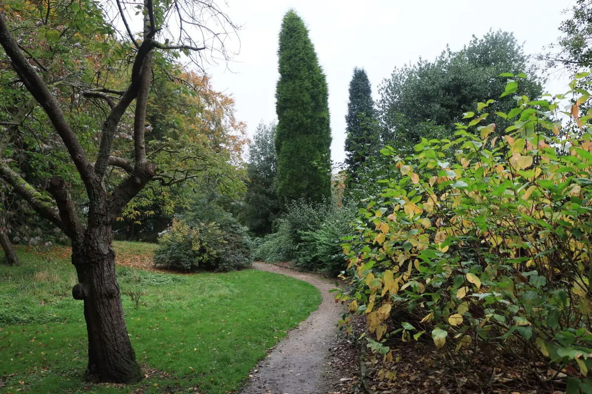 A path curving across a lawn between shrubs and a mature tree.