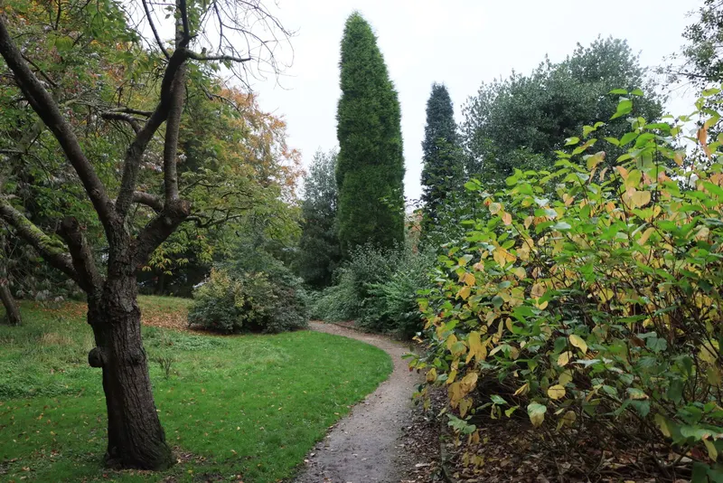 A path curving across a lawn between shrubs and a mature tree.