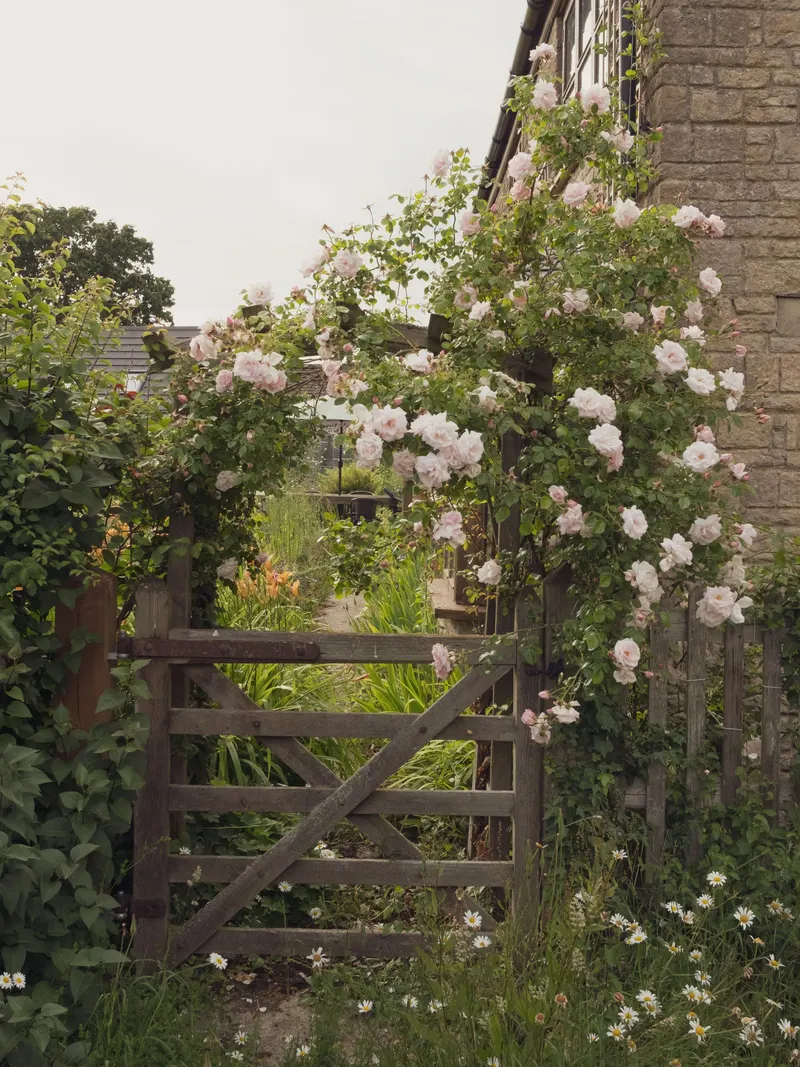 Pale roses growing over a wooden gate set into a stone wall.